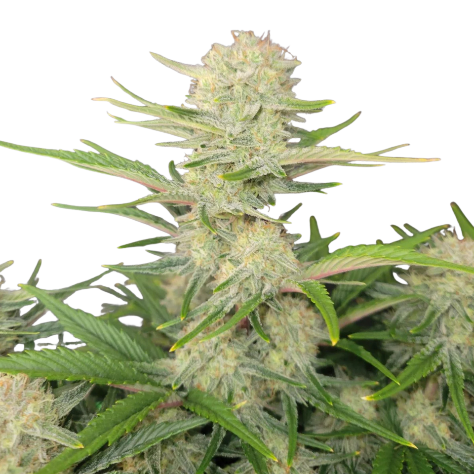 Fast Buds - Apricot Auto