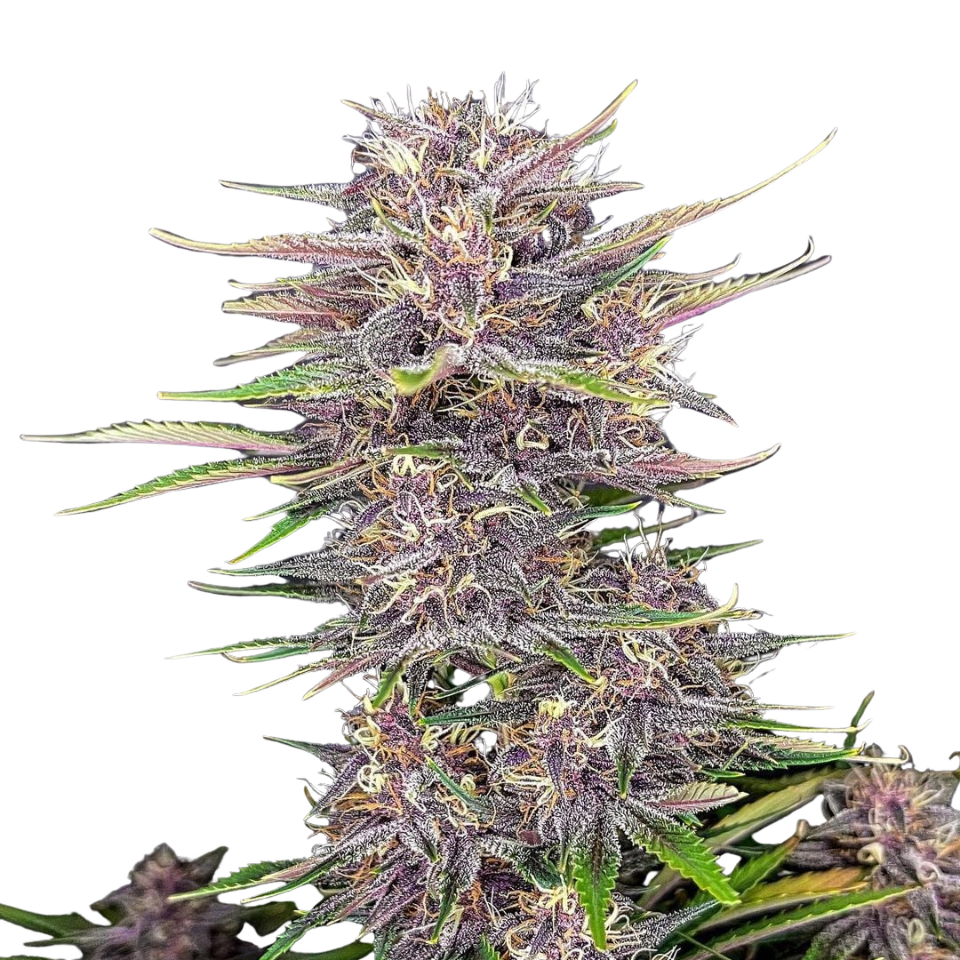 Fast Buds - Banana Purple Punch Auto