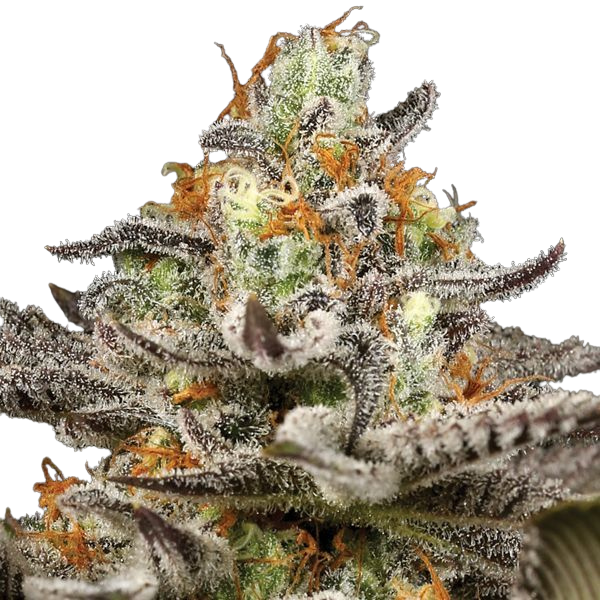 Anesia Seeds - Sleepy Joe