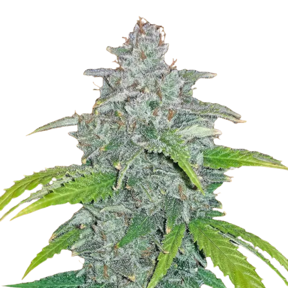 Fast Buds - Blue Dream Auto