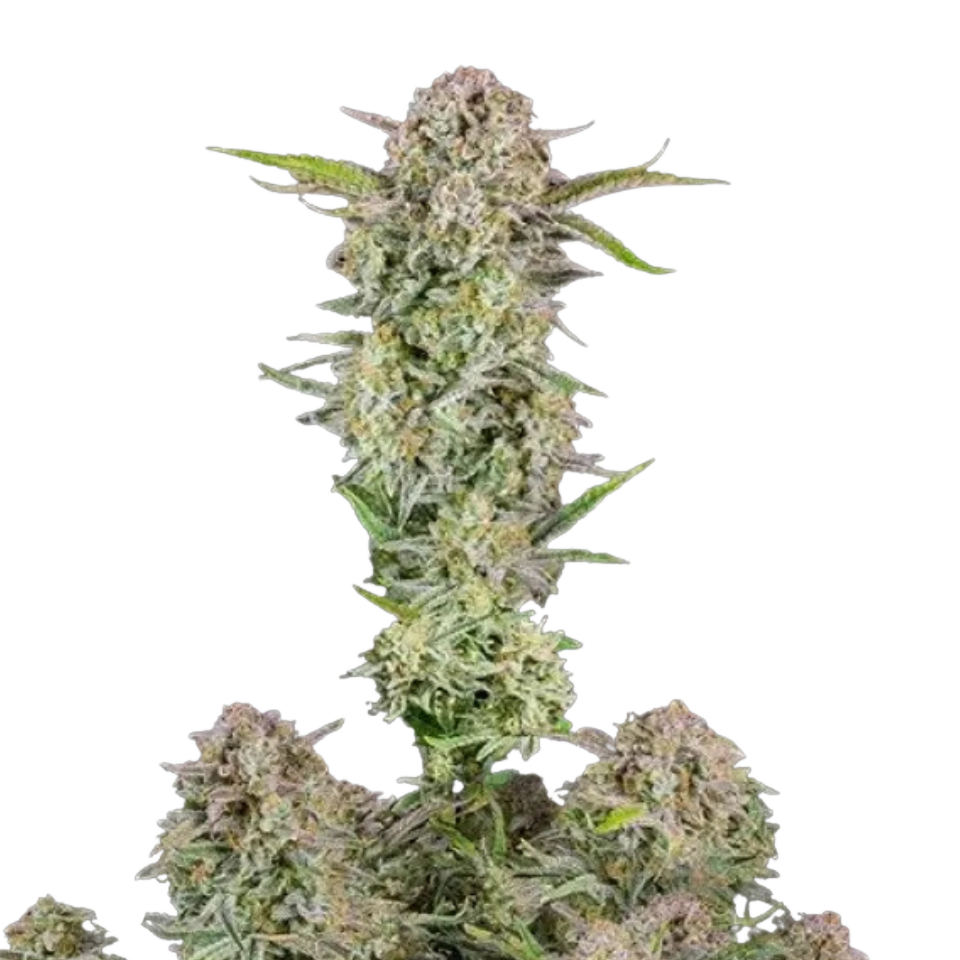 Fast Buds - Bruce Banner Auto