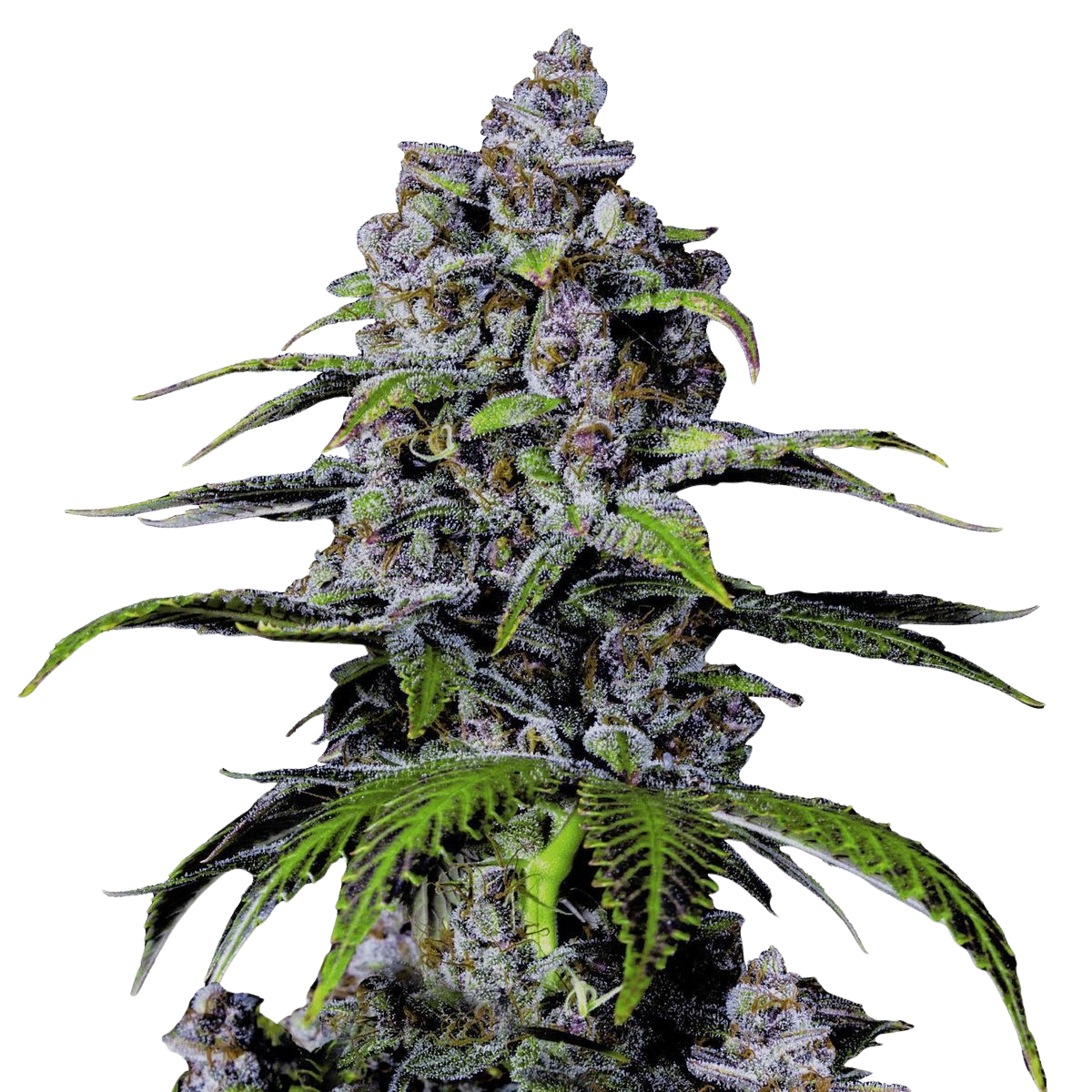 Fast Buds - Purple Lemonade FF