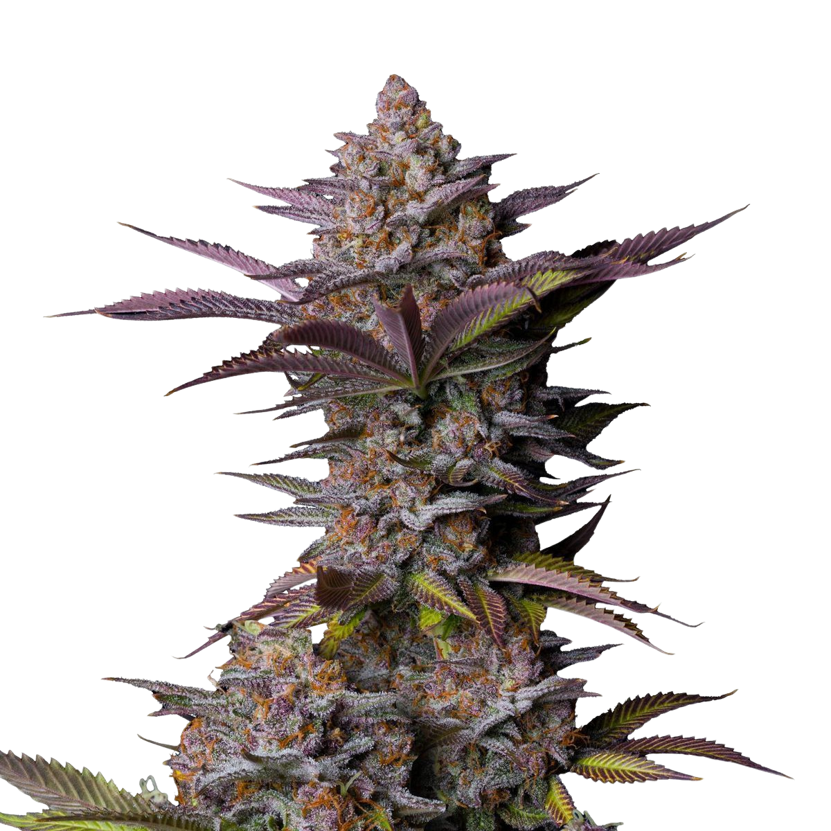 Fast Buds - Tropicana Cookies FF