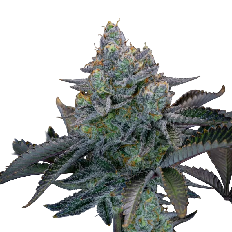 Fast Buds - Gorilla Cookies FF