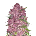 Fast Buds - Purple Lemonade Auto