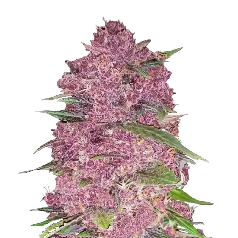Fast Buds - Purple Lemonade Auto