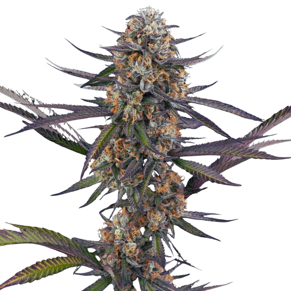 Urban Seeeds - Siam Sapphire aka Purple Thai (S1)