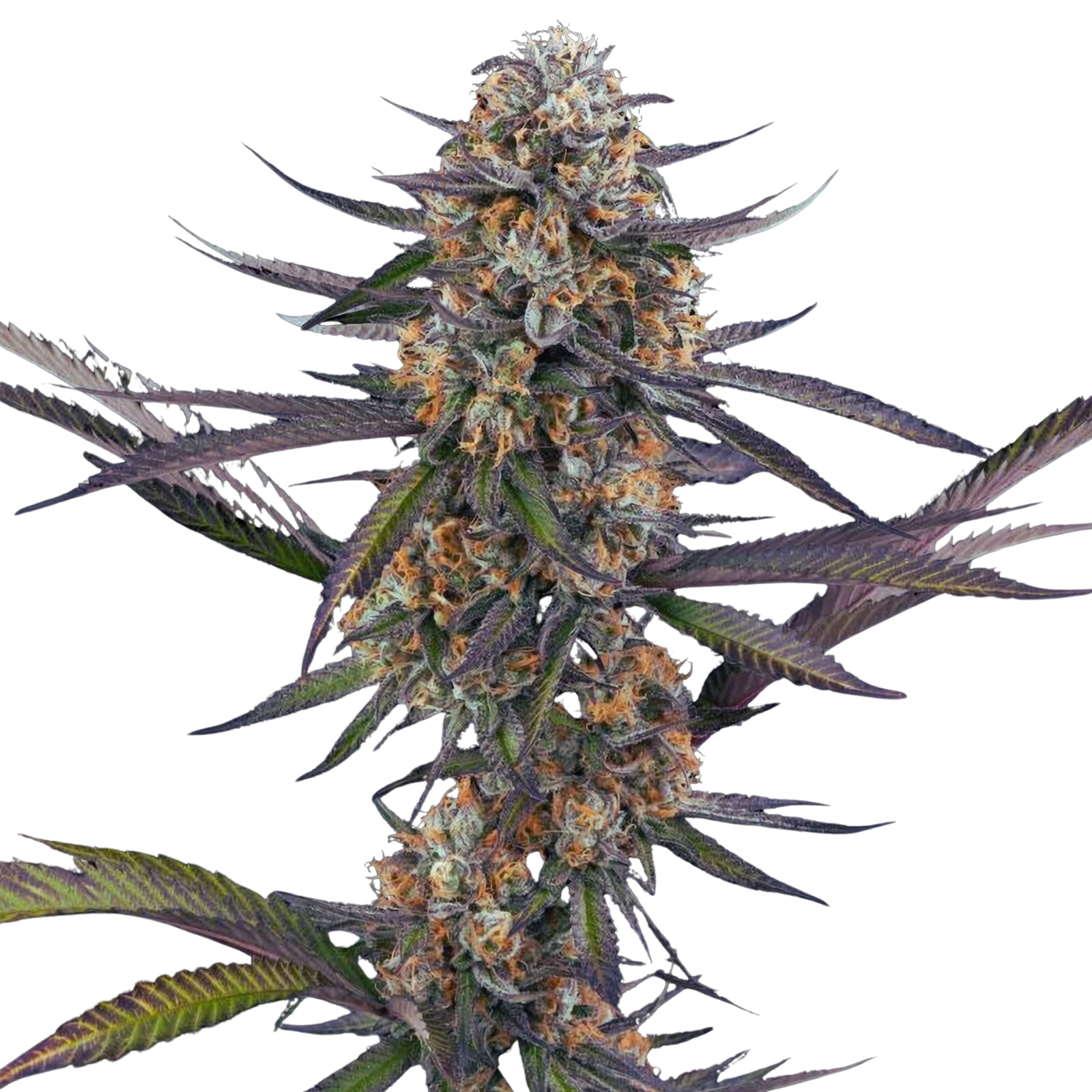 Urban Seeeds - Siam Sapphire aka Purple Thai (S1)